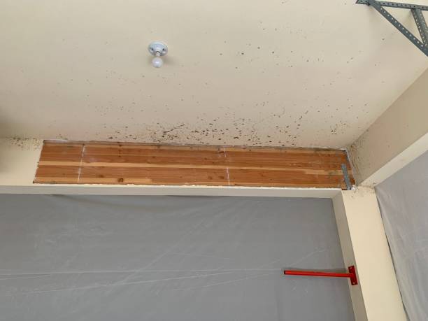 Reliable Pines Lake, NJ Mold Removal Solutions