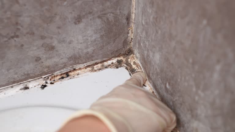 Best Mold Damage Restoration  in Pines Lake, NJ